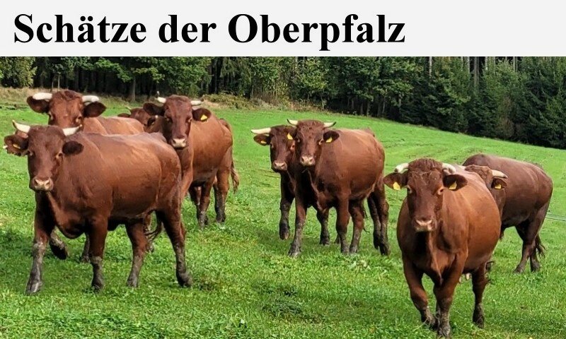 Schätzederoberpfalz800.480x.jpg