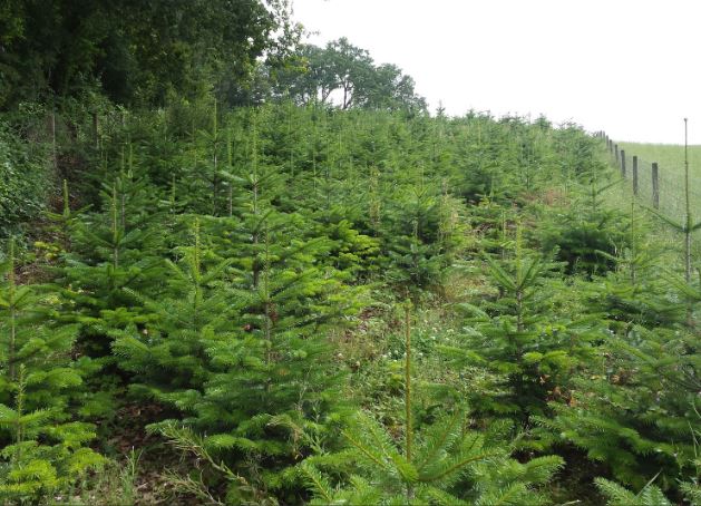 christbaum schonung.JPG