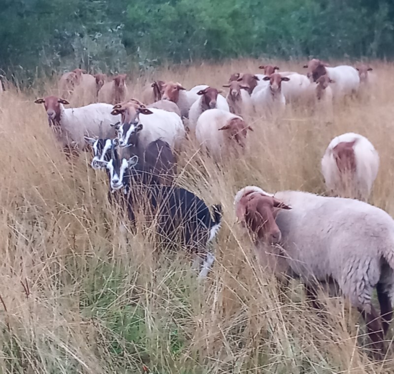 Schafe und Ziegen Fam. Graml800.761.jpg