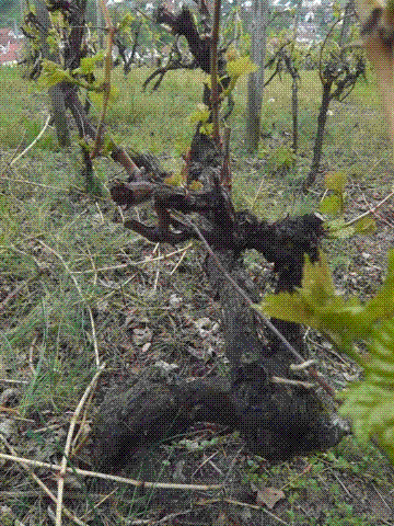 altersatzfürmail.gif