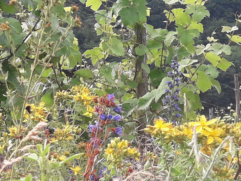 Lebendiger Moselweinberg,    Senheim