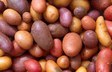 heidelberg-kartoffelvielfalt.jpg