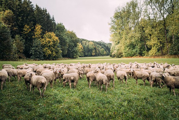 25.9.-11.10.26: Bliesgau-Lammwochen