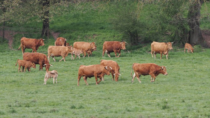 8.-24.05.26: Glanrindwochen
