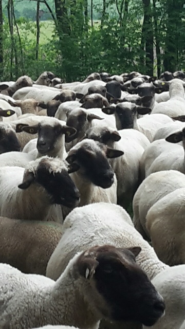 Deutsches schwarzköpfiges Fleischwollschaf