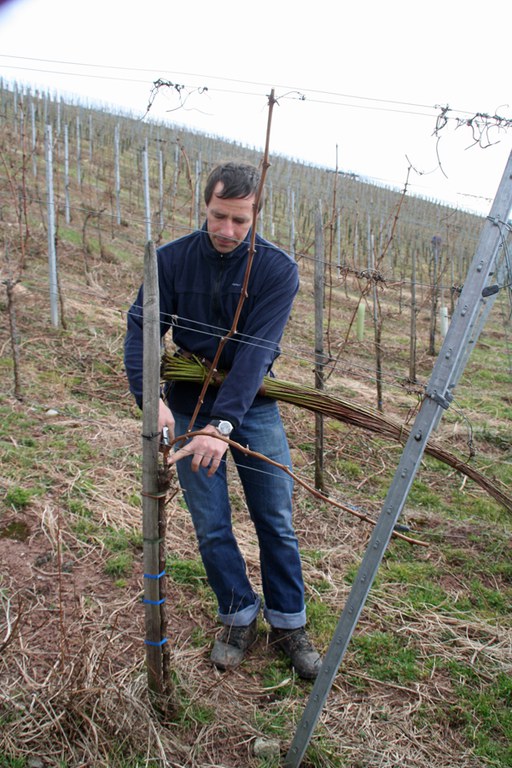 con_s_all-jahr_im_weinberg-reben_binden-img_8003._hier_kommt_das_wissen.jpg