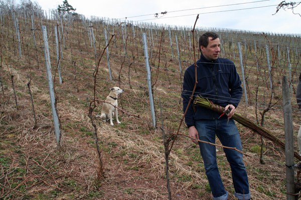 con_s_all-jahr_im_weinberg-reben_binden-img_8011_und_jetzt_sie.jpg