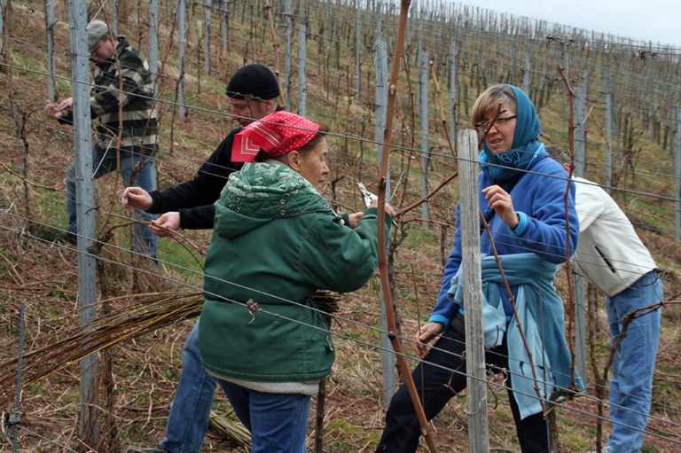 con_s_all-jahr_im_weinberg-reben_binden-img_8051_reben_binden_das_geht.jpg