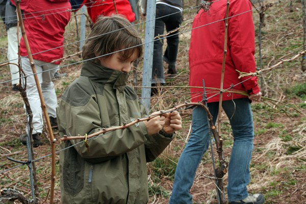 con_s_all-jahr_im_weinberg-reben_binden-img_8055._binden_ich_kann_alleine.jpg