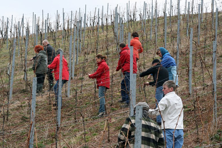 con_s_all-jahr_im_weinberg-reben_binden-img_8060_reben_binden_alle.jpg