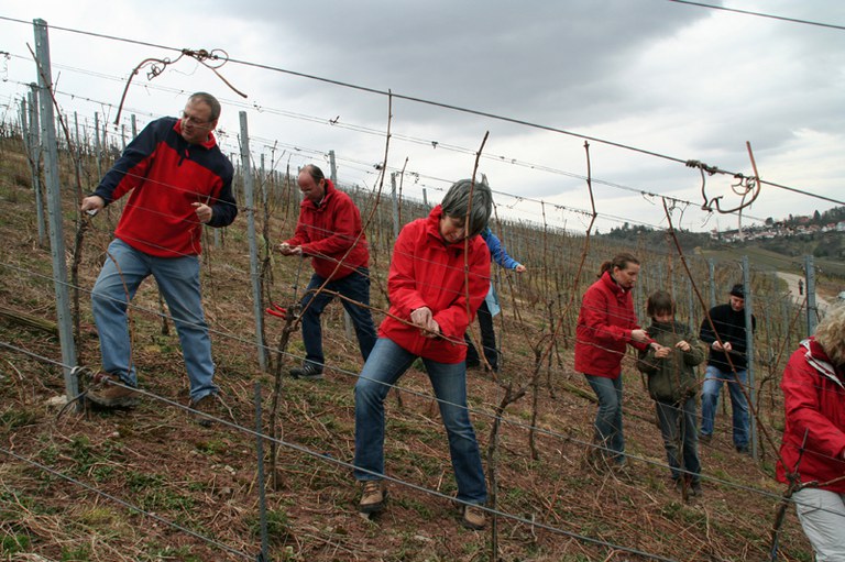 con_s_all-jahr_im_weinberg-reben_binden-img_8069_reben_binden_alle_vorne.jpg