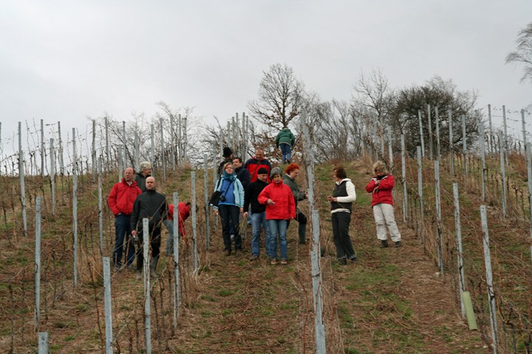 con_s_all-jahr_im_weinberg-reben_binden-img_8129_zurueck.jpg