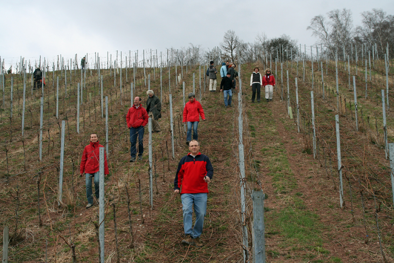 con_s_all-jahr_im_weinberg-reben_binden-img_8138_froh_zurueck.jpg