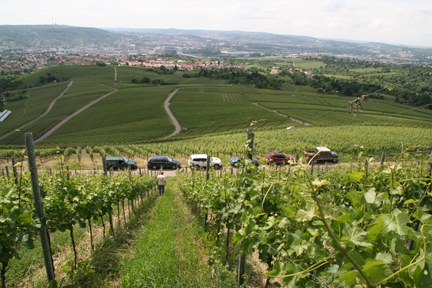 con_s_all-jahr_im_weinberg-ausbrechen-img_8330.jpg