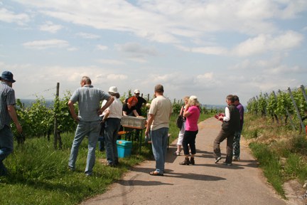 con_s_all-jahr_im_weinberg-ausbrechen-img_8404.jpg