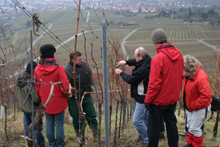 con_s_all-jahr_im_weinberg-reben_schneiden-06_erst_zaghaft.jpg