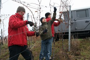 con_s_all-jahr_im_weinberg-reben_schneiden-07_beherztes_schneiden.jpg