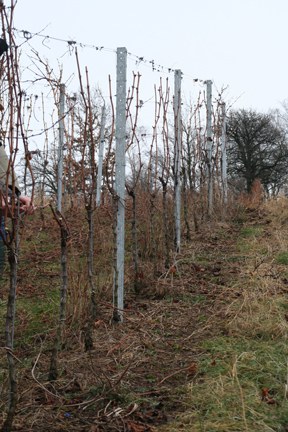 con_s_all-jahr_im_weinberg-reben_schneiden-12_ergebnis.jpg