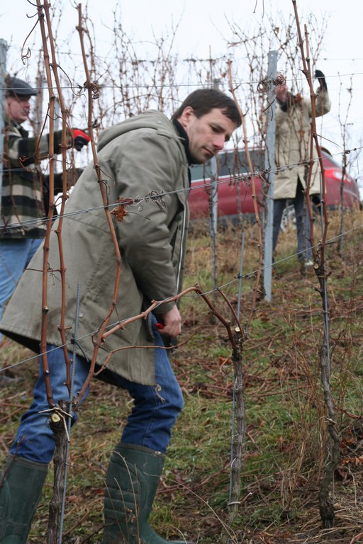 con_s_all-jahr_im_weinberg-reben_schneiden-1_skeptischer_blick.jpg