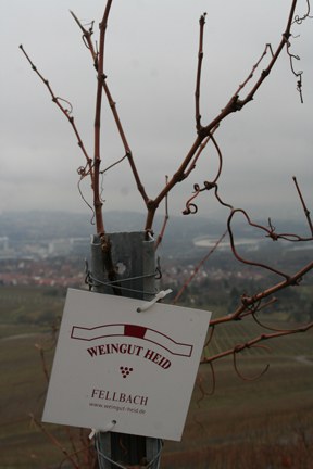 con_s_all-jahr_im_weinberg-reben_schneiden-99_weingut_heid.jpg