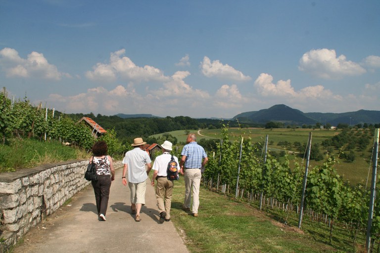 con_s_all-jahr_im_weinberg-laubarbeiten-oldtimertour-img_8586.jpg