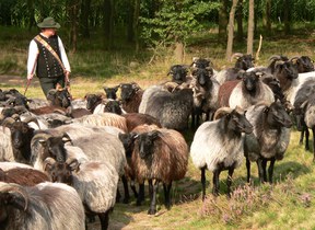 cv_suedltw-lueneburger_heide_heidschnuckenherde_schaefer_schraeg.jpg