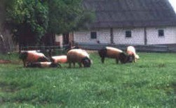 owl_foerderer-eggehof_schweine_kl.jpg