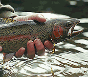 con_tue_b288-mv-fisch.gif