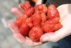 aktuelles-aktuelles_2012-krumme_erdbeeren_288.jpg aktuelles-aktuelles_2012-krumme_erdbeeren_288.jpg
