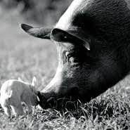 Schwein.jpg