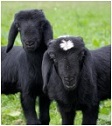 newsletter-alpines_steinschaf.jpg newsletter-alpines_steinschaf.jpg