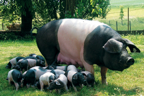 aktuelles-aktuelles_2013-schwaebisch_haellisches_schwein_mutter_288.jpg aktuelles-aktuelles_2013-schwaebisch_haellisches_schwein_mutter_288.jpg