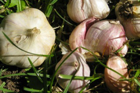 aktuelles-aktuelles_2014-bamberger_knoblauch_c_georg_lang_288.jpg aktuelles-aktuelles_2014-bamberger_knoblauch_c_georg_lang_288.jpg