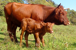 aktuelles-aktuelles_2015-rhv_392_kuh_kalb_288.jpg aktuelles-aktuelles_2015-rhv_392_kuh_kalb_288.jpg