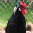 newsletter-augsburger_huhn.jpg newsletter-augsburger_huhn.jpg
