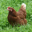 start_2011-lohmann_huhn_loefflerhof_11.jpg start_2011-lohmann_huhn_loefflerhof_11.jpg
