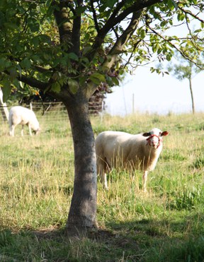 con_berg_land-456_bentheimer_schaf_1.jpg con_berg_land-456_bentheimer_schaf_1.jpg