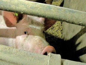 herne-crew-schwein_5.jpg herne-crew-schwein_5.jpg