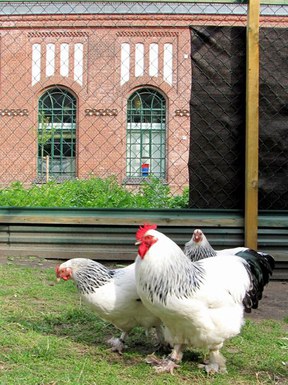 herne-crew-zollerngarten3.jpg herne-crew-zollerngarten3.jpg