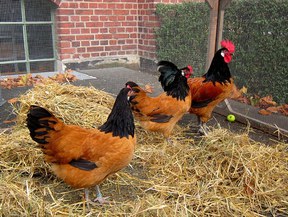 herne-herne_2014-2haehne.jpg herne-herne_2014-2haehne.jpg