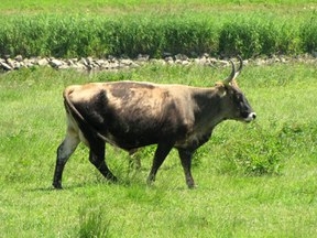 herne-auero2.jpg herne-auero2.jpg