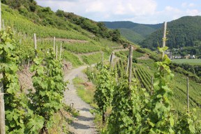 con_bn_b288-sf_cv_bonn_vorlage_weinwanderung_3.8.jpg con_bn_b288-sf_cv_bonn_vorlage_weinwanderung_3.8.jpg