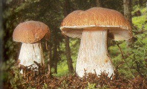 bremen-gemuese-steinpilz.jpg bremen-gemuese-steinpilz.jpg