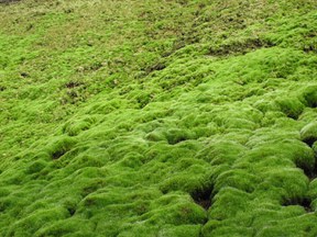 bremen-landschaft-moos.jpg bremen-landschaft-moos.jpg