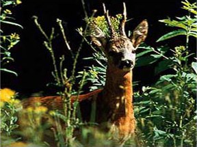 bremen-tiere-rehwild.jpg bremen-tiere-rehwild.jpg