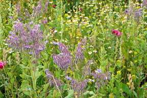 aktionen_2015-bienen-und-insektenweide_1_288.jpg aktionen_2015-bienen-und-insektenweide_1_288.jpg
