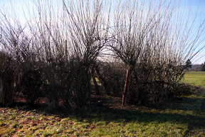 aktionen_2015-weidenhaus_1_288.jpg aktionen_2015-weidenhaus_1_288.jpg