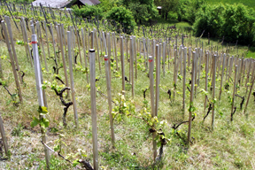 aktionen_2015-cv_aktuell_weinberg_2.jpg aktionen_2015-cv_aktuell_weinberg_2.jpg