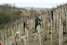 aktuelles-aktuelles_2015-cv_aktuell_pfahlweinberg_feb_2105_288_2.jpg aktuelles-aktuelles_2015-cv_aktuell_pfahlweinberg_feb_2105_288_2.jpg