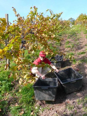 con_ka_b288-weinlese-p1000510.jpg con_ka_b288-weinlese-p1000510.jpg